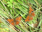 SX24686 Two Commas (Nymphalis c-album) on grass.jpg